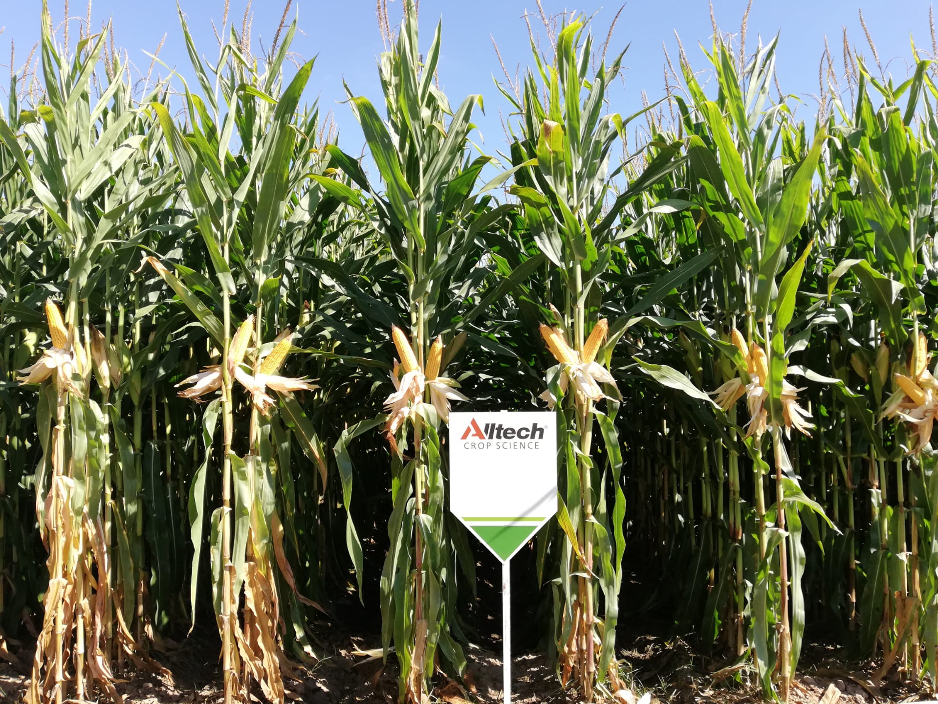 Alltech Crop Science Agroglobal